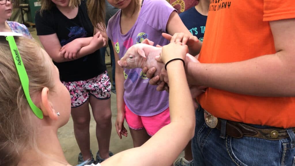 Children petting a pig