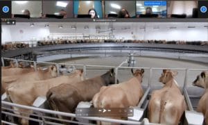 Dairy Cows on Carousel