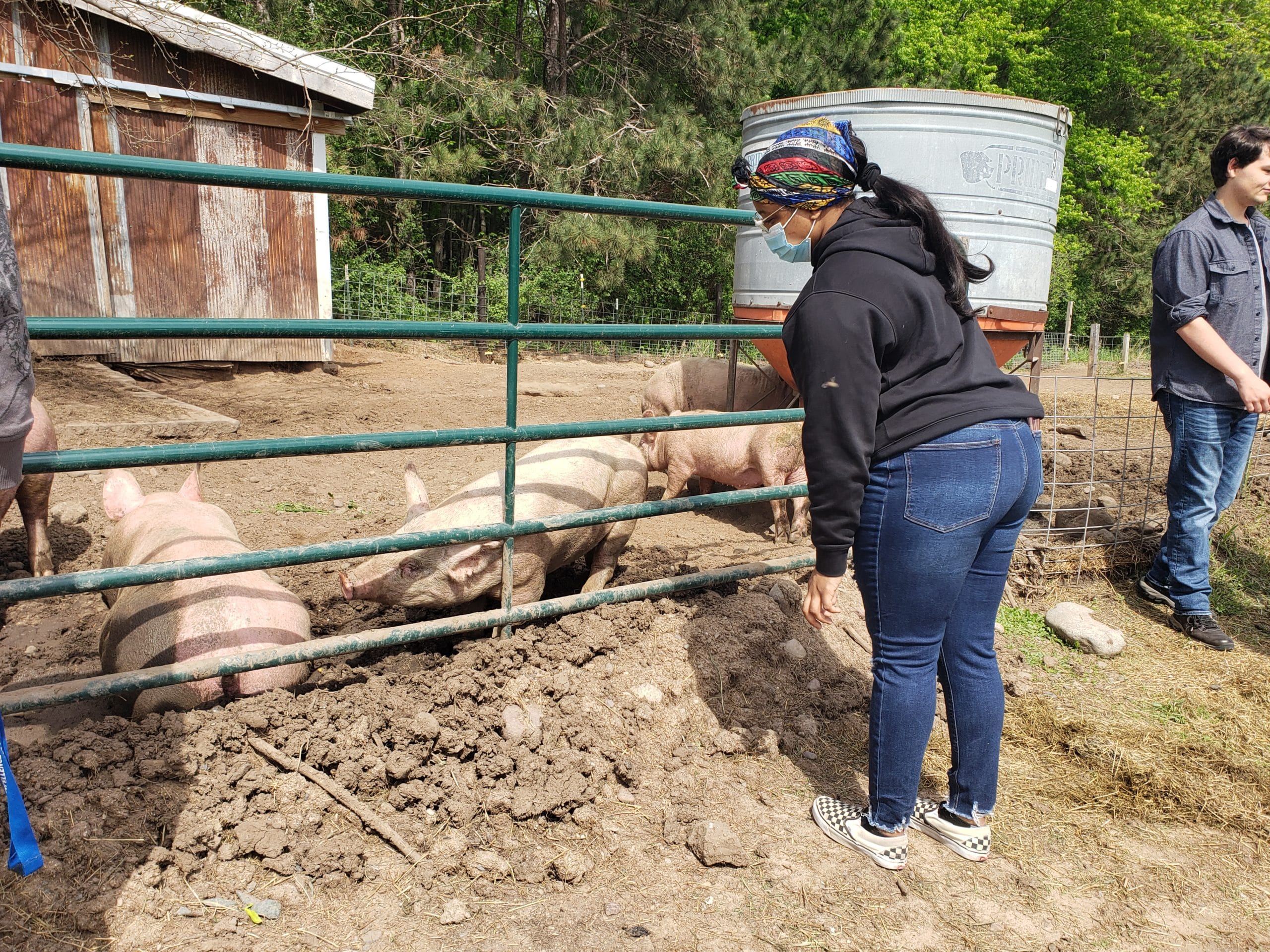 Girl looking at pigs