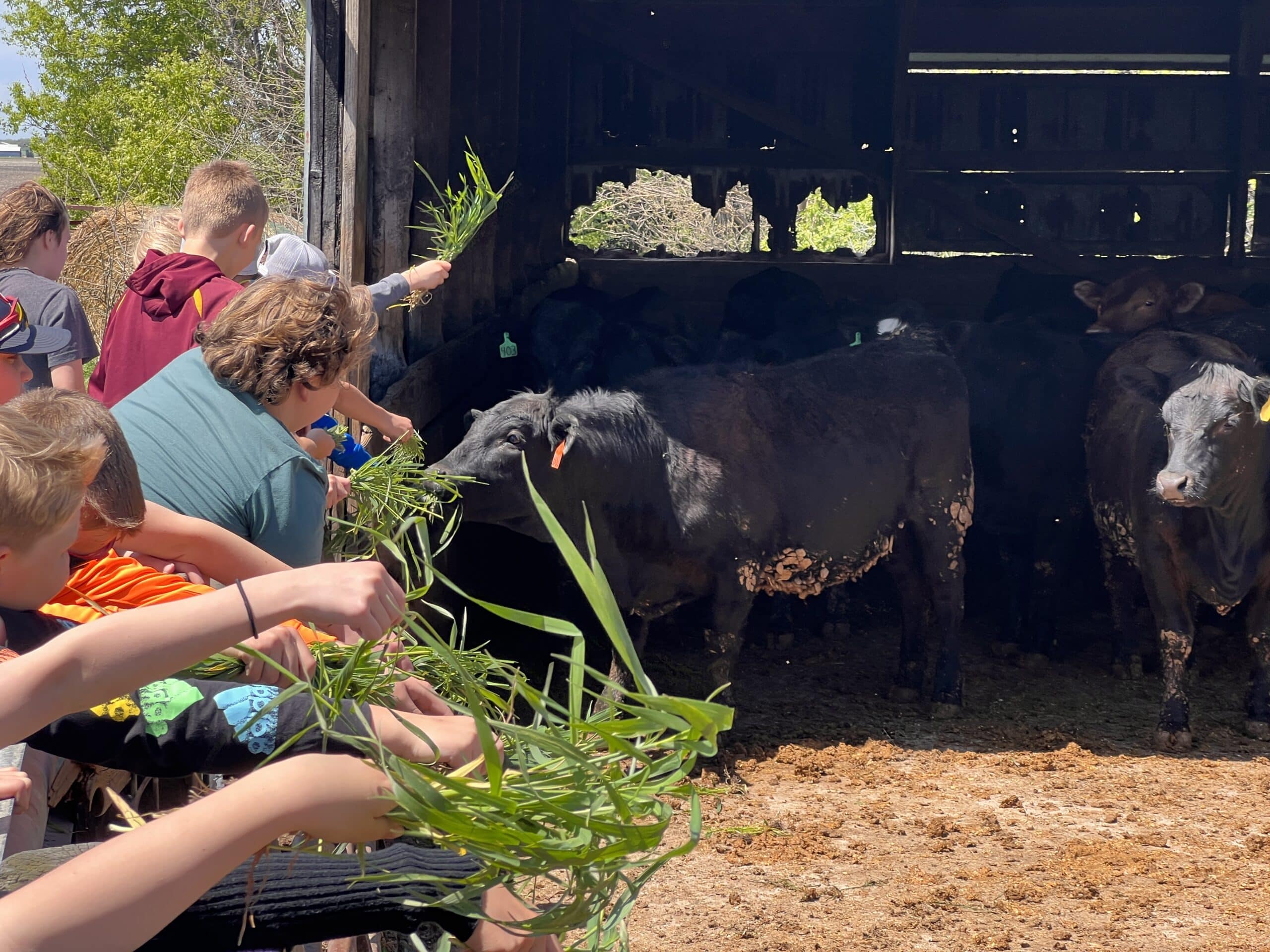 Cattle Farm - 5th Grade Ag Day