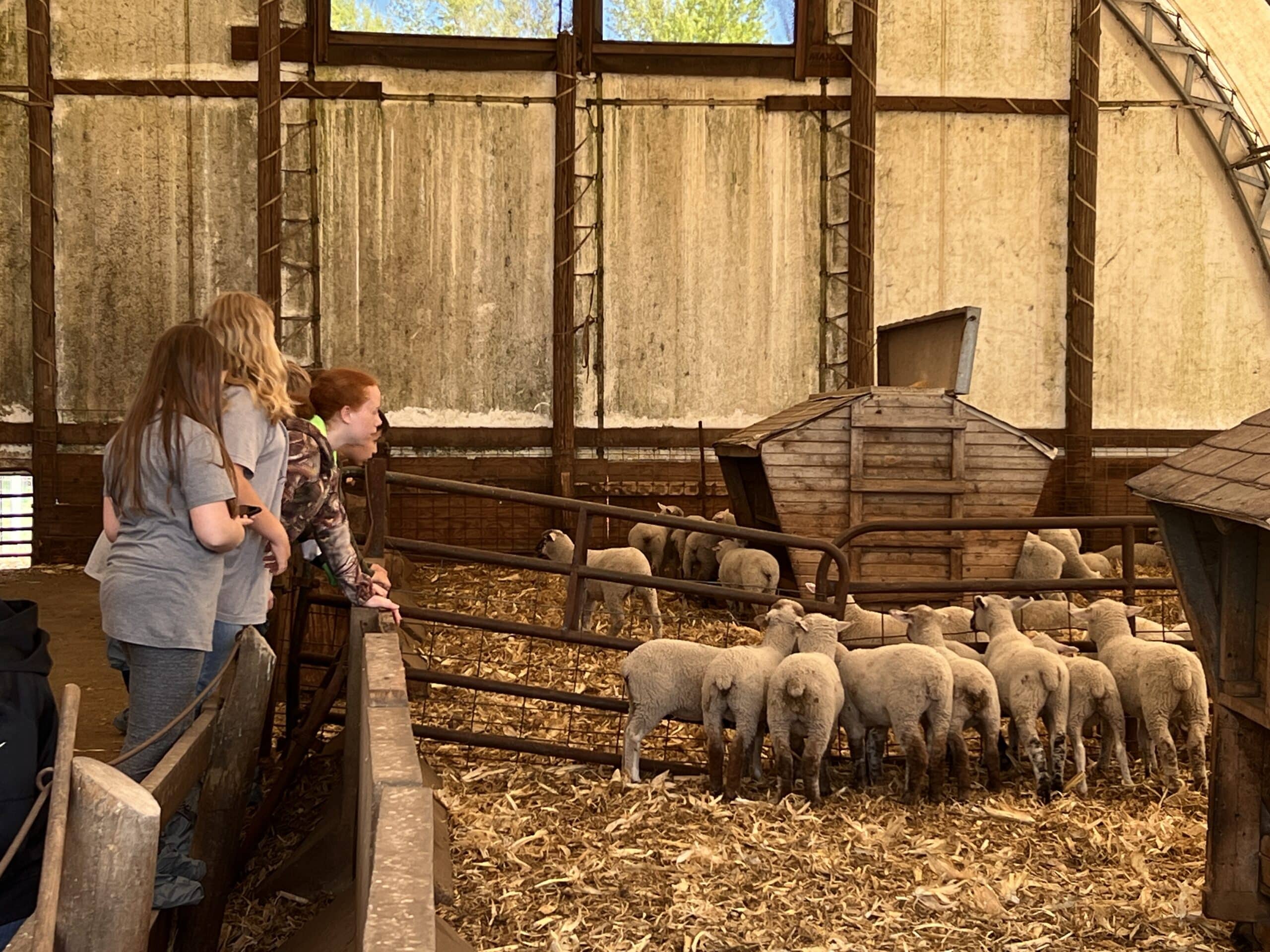 Sheep Farm