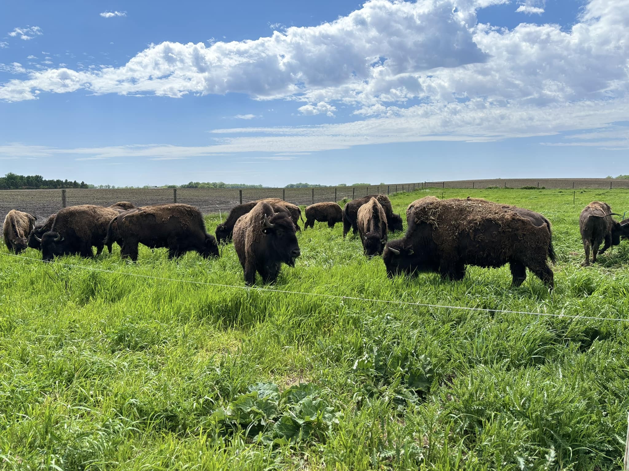 Sleepy Eye Bison