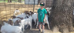 child with goats copy