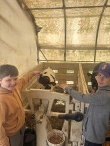 cows pet