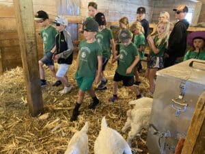 kids in goat pen