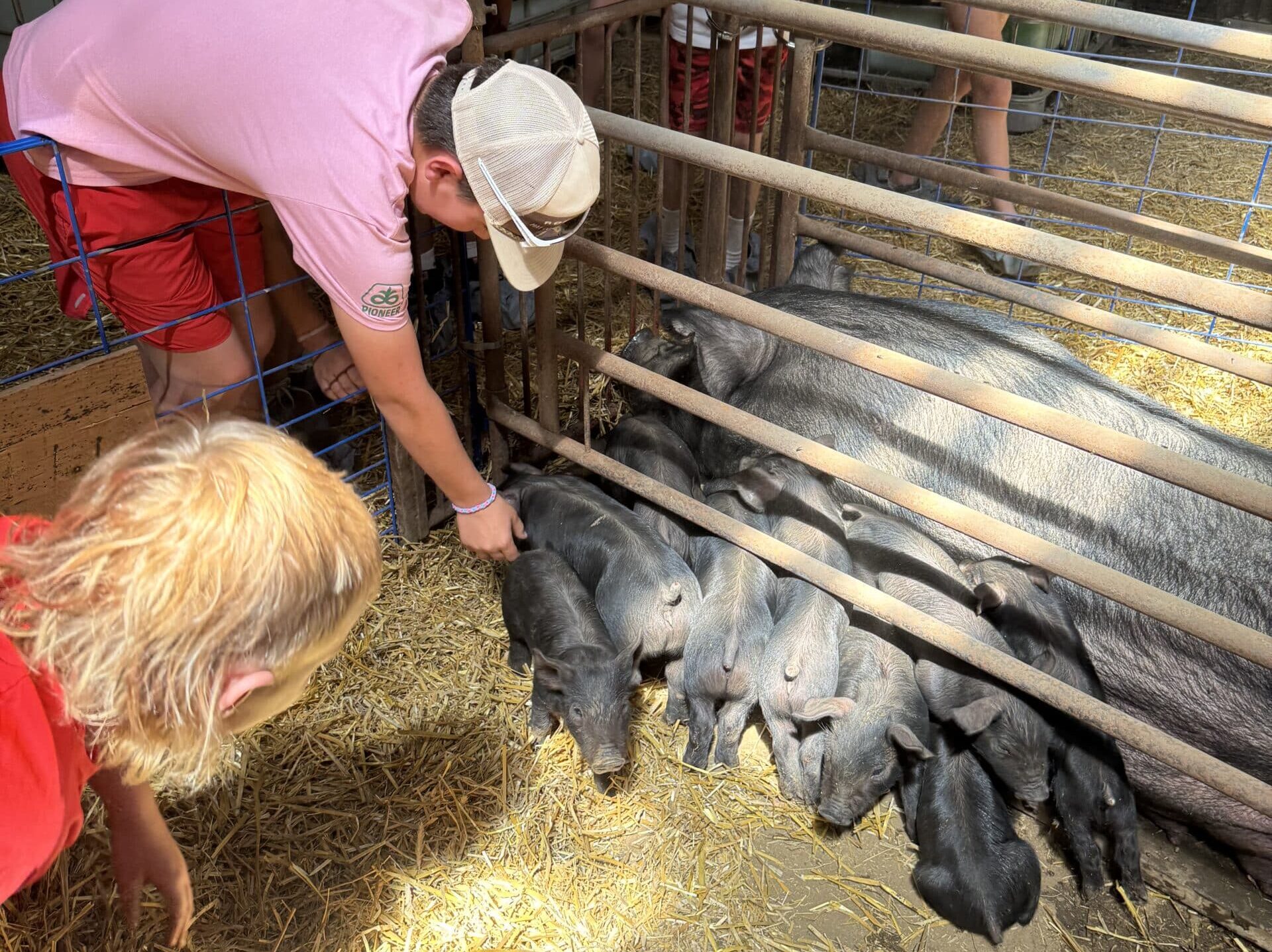 pig petting