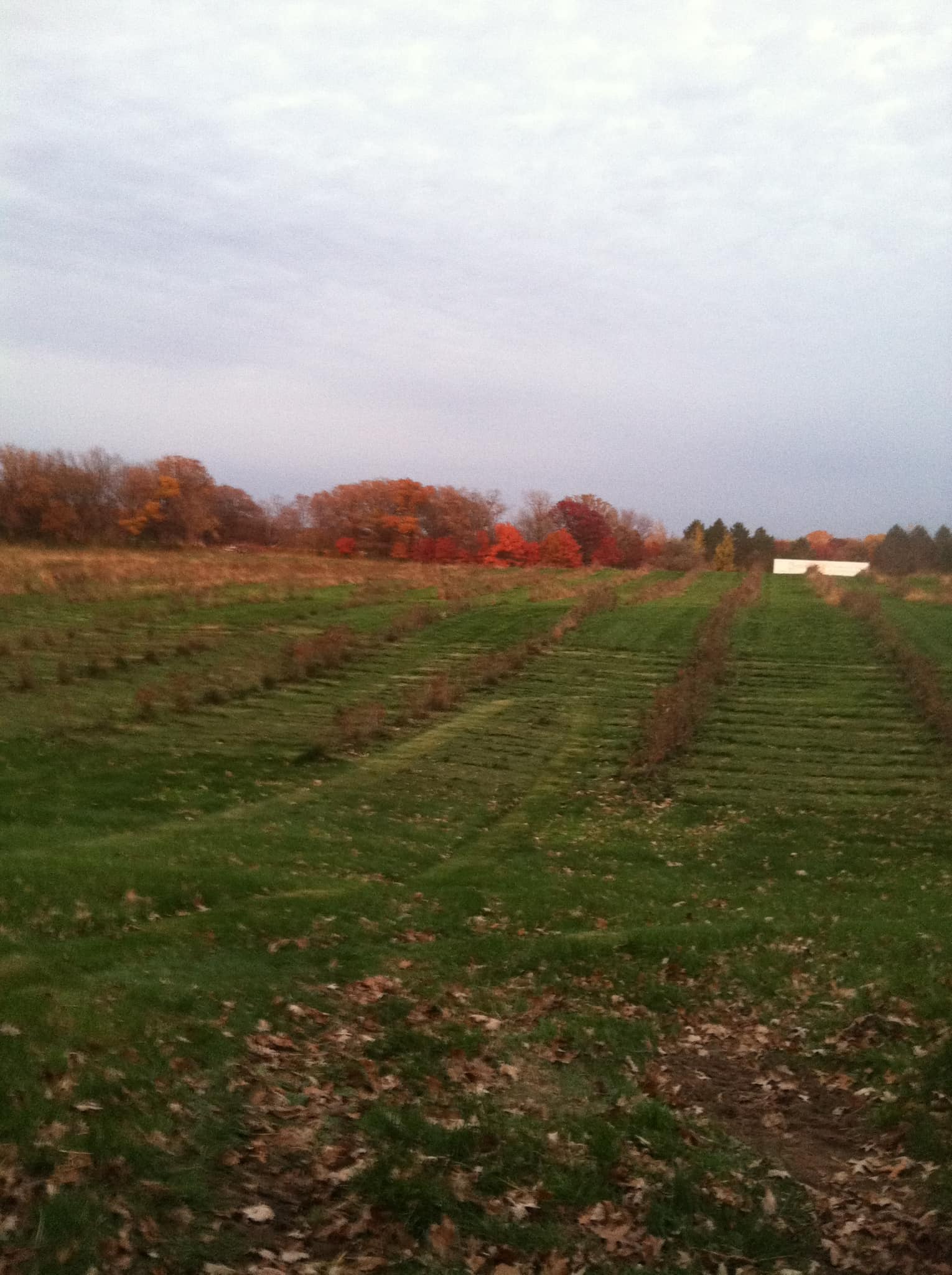 produce acres