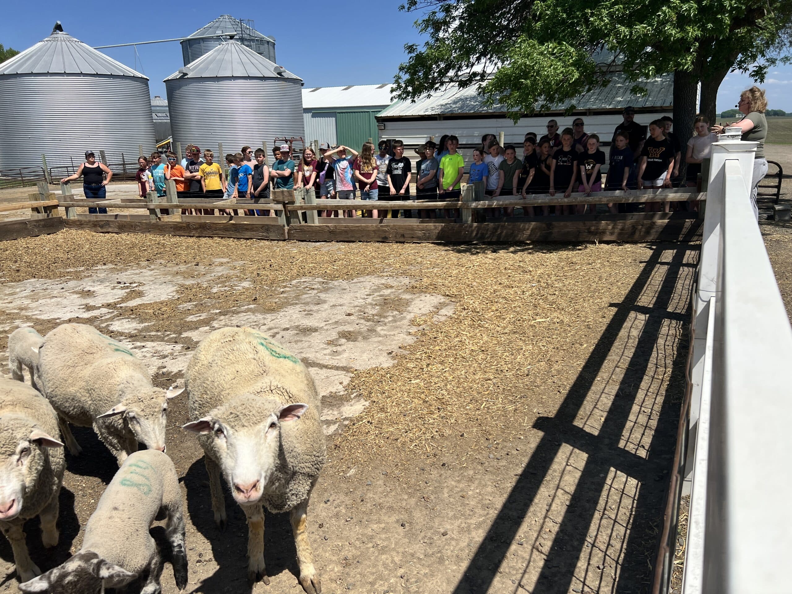 sheep