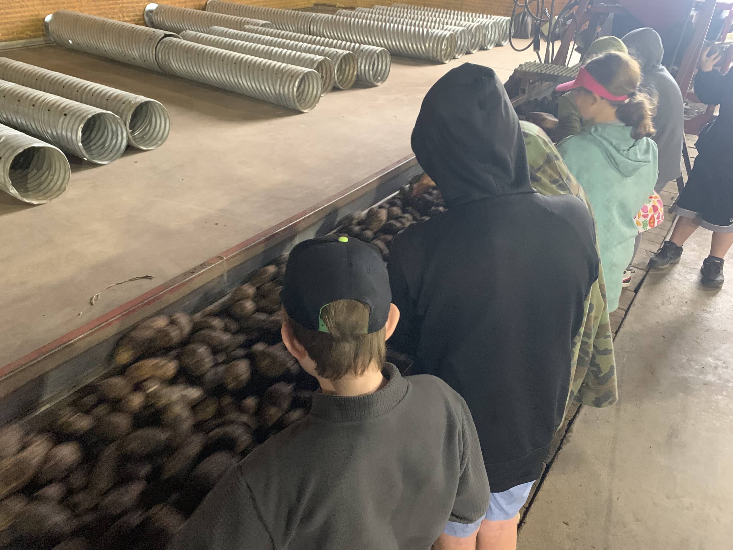 students studying potatoes during a Farm Camp visit.