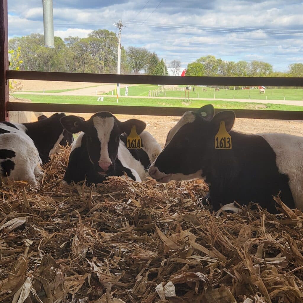 Adopt a Cow Farm Camp Experience Brings Dairy Learning to Life for St. Jude of the Lake Students
