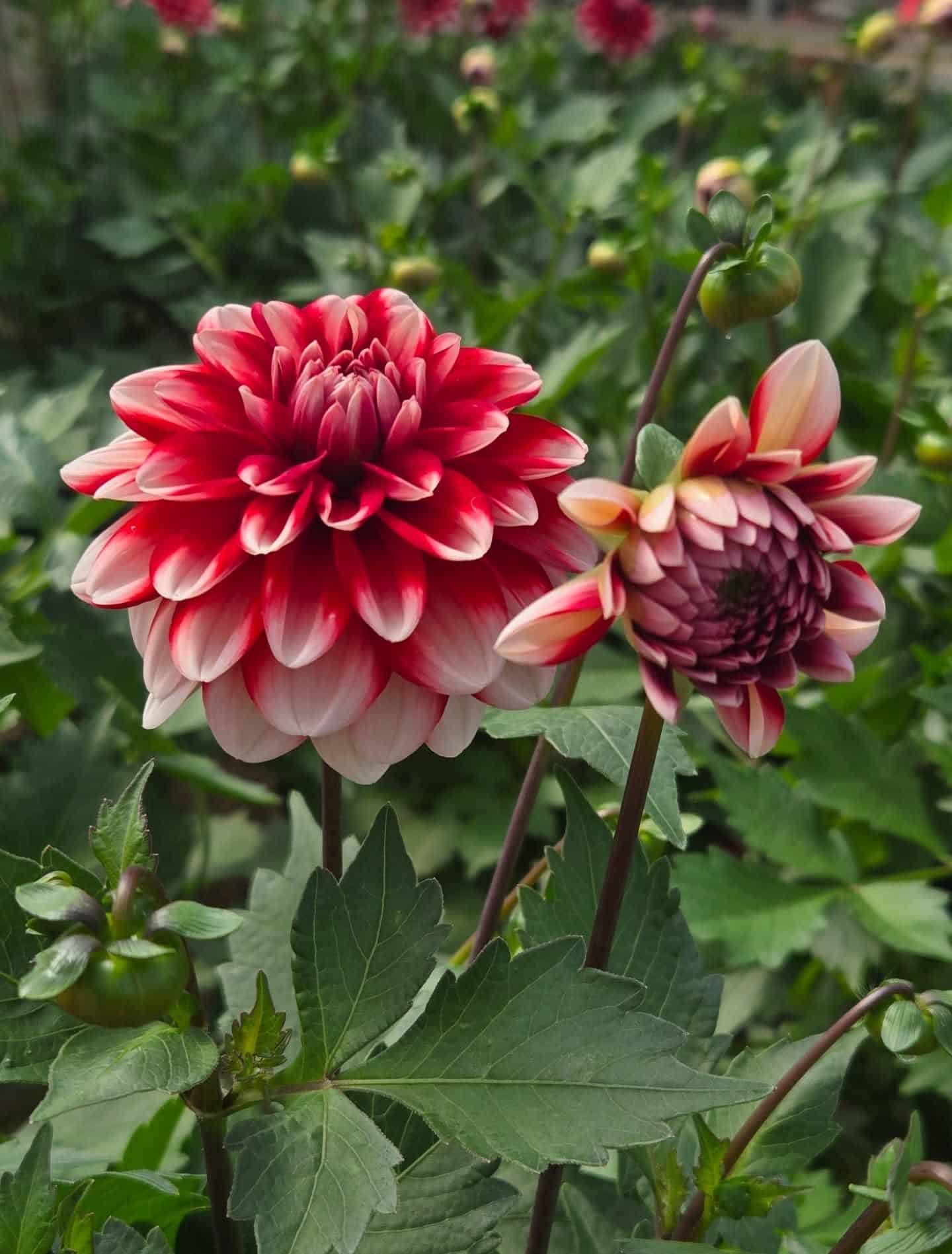 Flowers at the Gregor Farm & Greenhouse