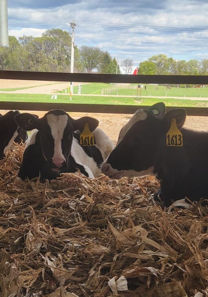 Adopt a Cow Farm Camp Experience Brings Dairy Learning to Life for St. Jude of the Lake Students