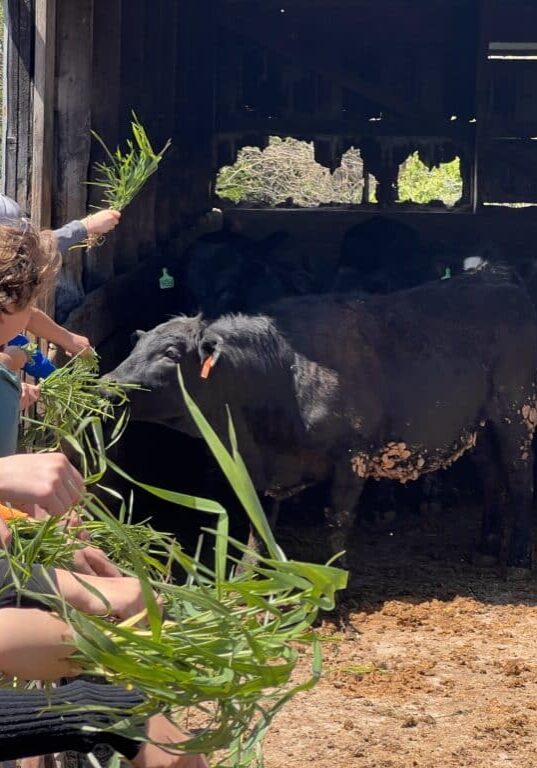 Cattle Farm - 5th Grade Ag Day