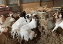 Goats at JB Farms