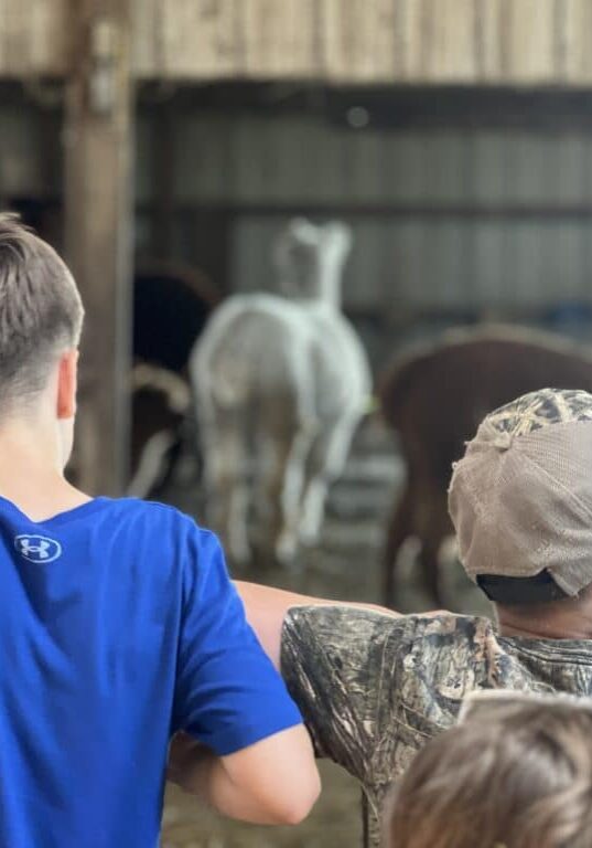 alpaca farm