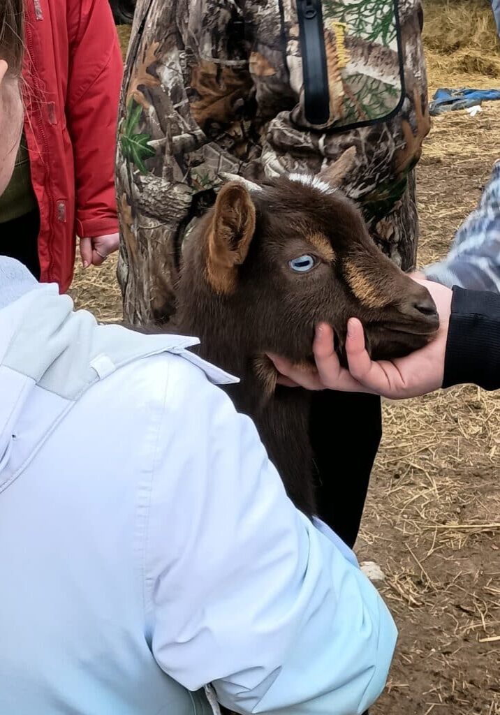 friendly goat